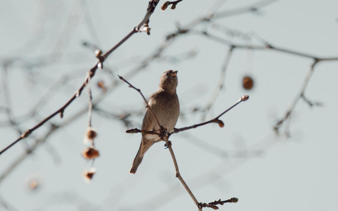 Aprobado listado de especies vegetales autóctonas de Madrid